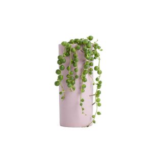 Asparagus Fern (Asparagus Plumosa)